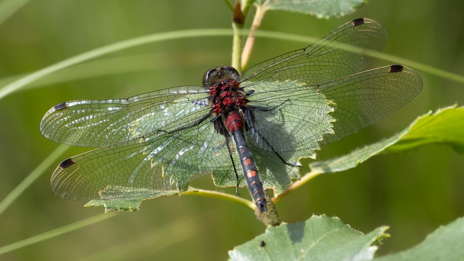 Leucorrhinia dubia (Small Whiteface) male.jpg